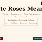 white roses meaning
